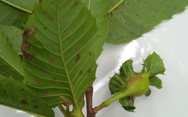 Agallas de la avispilla del castaño.