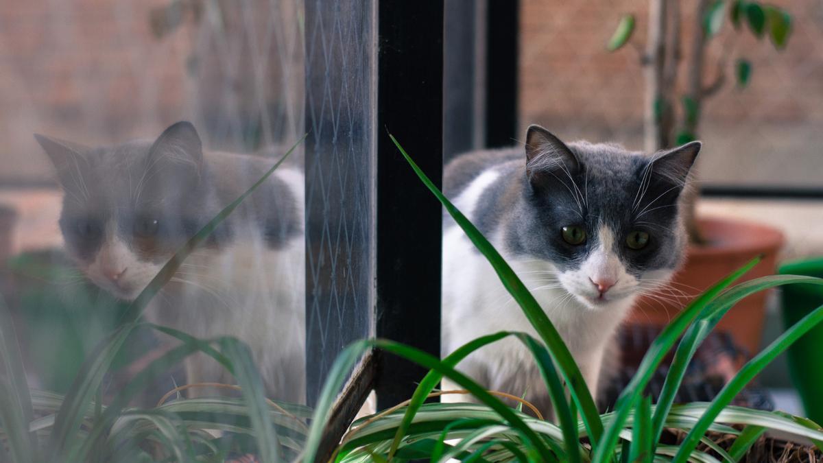 Un gato se asoma a una ventana protegida con un malla.