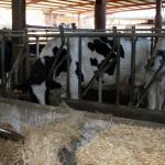 Los ganaderos vascos se oponen al tope del precio d elos alimentos