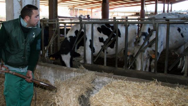 Los ganaderos vascos se oponen al tope del precio d elos alimentos