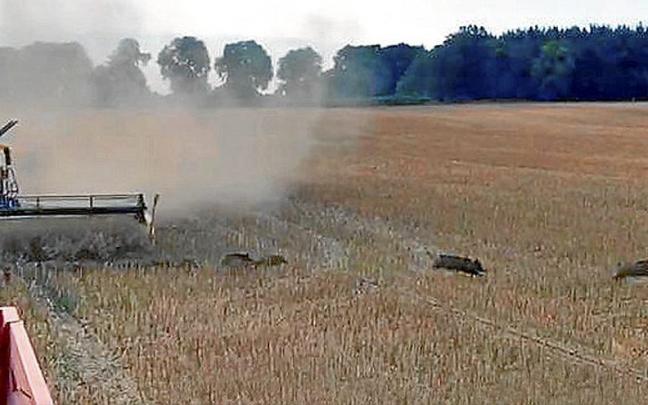 Manada de jabalíes, saliendo de un campo que está siendo cultivado. Manada de jabalíes, saliendo de un campo que está siendo cultivado.