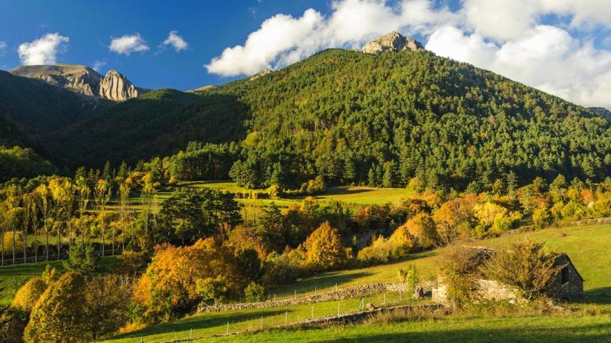 El pirineo oscense esconde en Valles Occidentales un bosque en el que encontrar 'corros de brujas'.