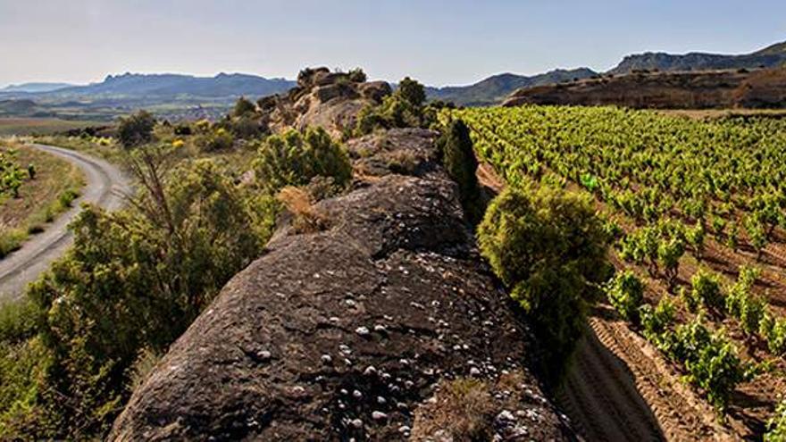 La Unión de Cosecheros de Labastida cuenta con un centenar de viticultores que cultivan unas 400 hectáreas de viñedo