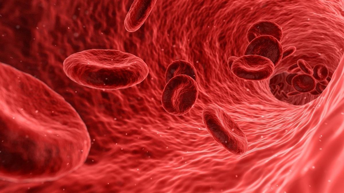 Glóbulos rojos en una imagen.