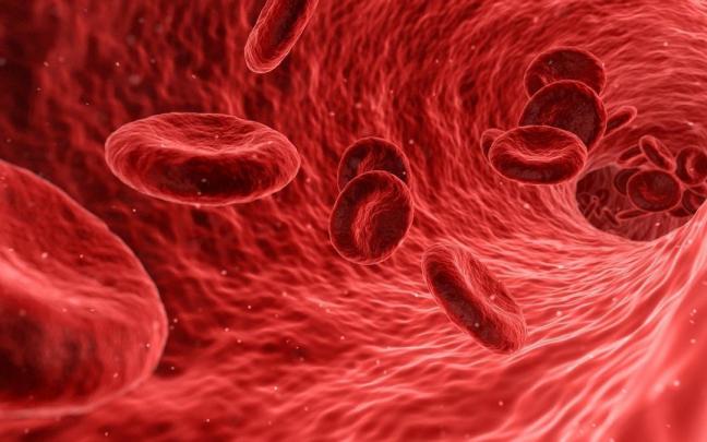 Glóbulos rojos en una imagen. Glóbulos rojos en una imagen.