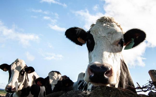 Las vacas ingirieron la planta de la burundanga.