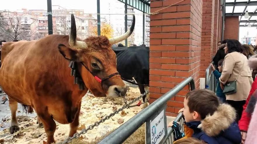 Un niño observa una de las reses exhibidas en la tradicional feria agrícola y ganadera.