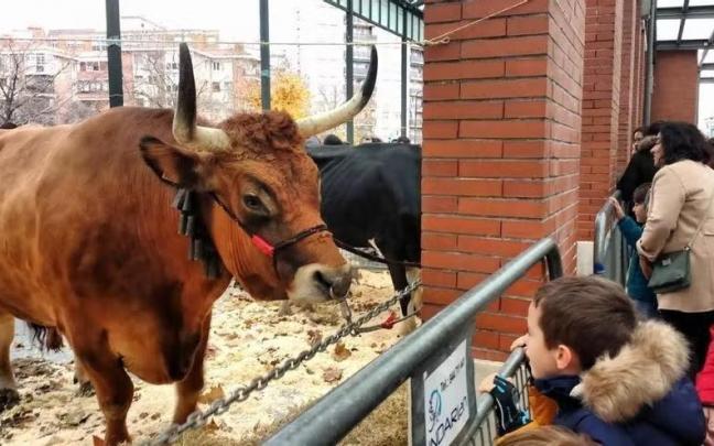 Un niño observa una de las reses exhibidas en la tradicional feria agrícola y ganadera.