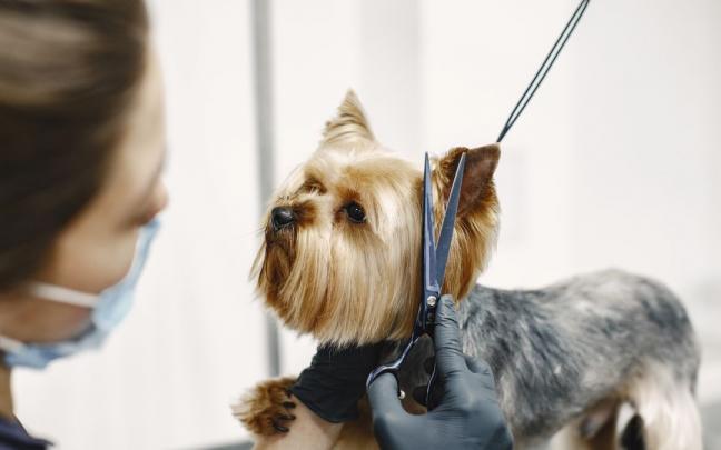 Cortarle el pelo a algunas razas de perro podr&iacute;a no ser buena idea.