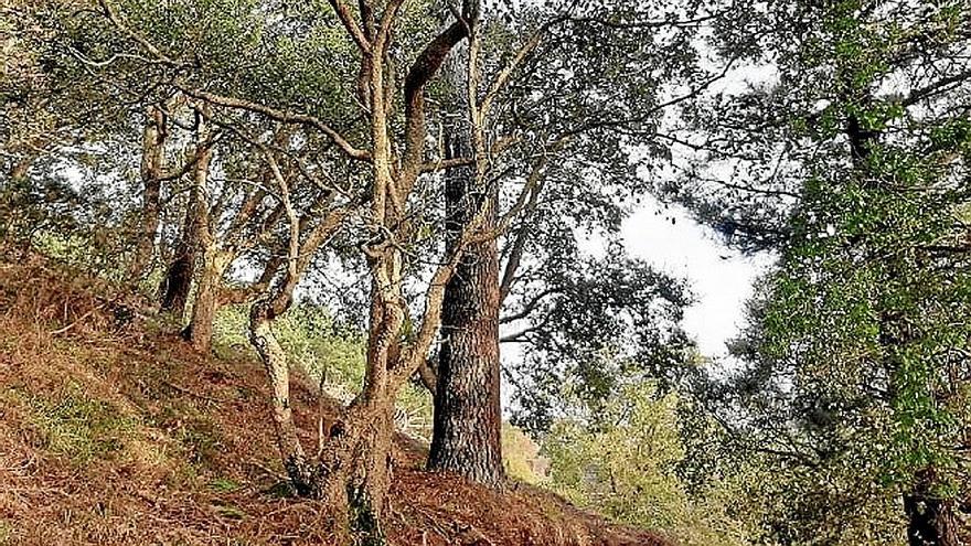 Bosque Gesoerreka de Zarautz en el que ya ha comenzado la restauración. | FOTO: ZARAUZKO UDALA