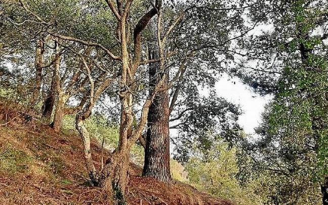 Bosque Gesoerreka de Zarautz en el que ya ha comenzado la restauración. | FOTO: ZARAUZKO UDALA Bosque Gesoerreka de Zarautz en el que ya ha comenzado la restauración. | FOTO: ZARAUZKO UDALA