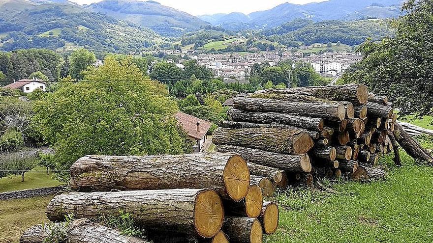 Troncos aparcados a la espera de ser cortados y convertidos en leña de hogar.
