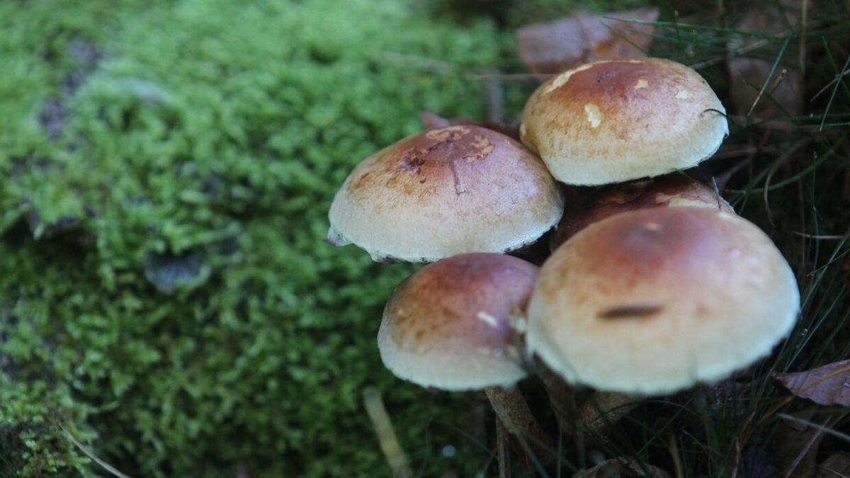 Los montes alaveses se van a llenar de mendizales en busca de una de las joyas de la gastronomía local: las setas.