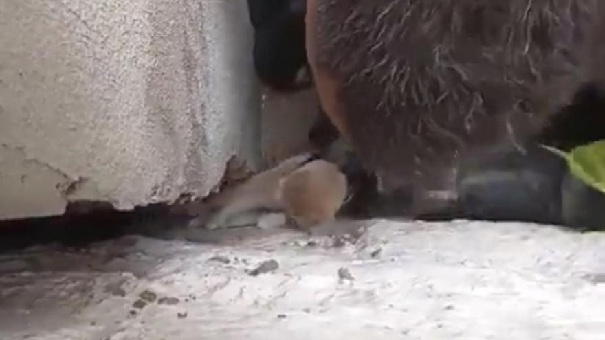 Los bomberos de Tafalla liberan a un gato que llevaba 4 días en una grieta