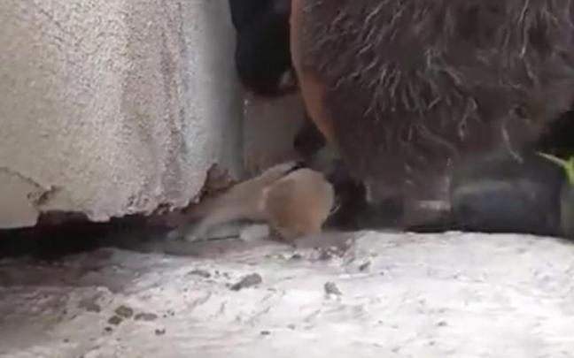 Los bomberos de Tafalla liberan a un gato que llevaba 4 días en una grieta