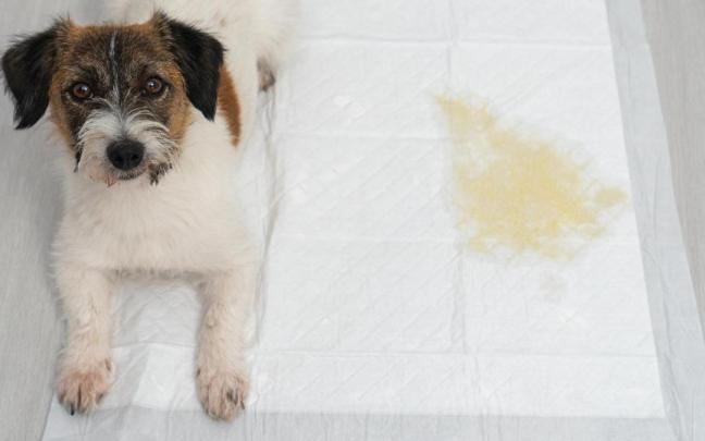 Ense&ntilde;ar a un cachorro que no se mea en casa es un trabajo de paciencia y limpieza. Pero aprenden con cierta rapidez.