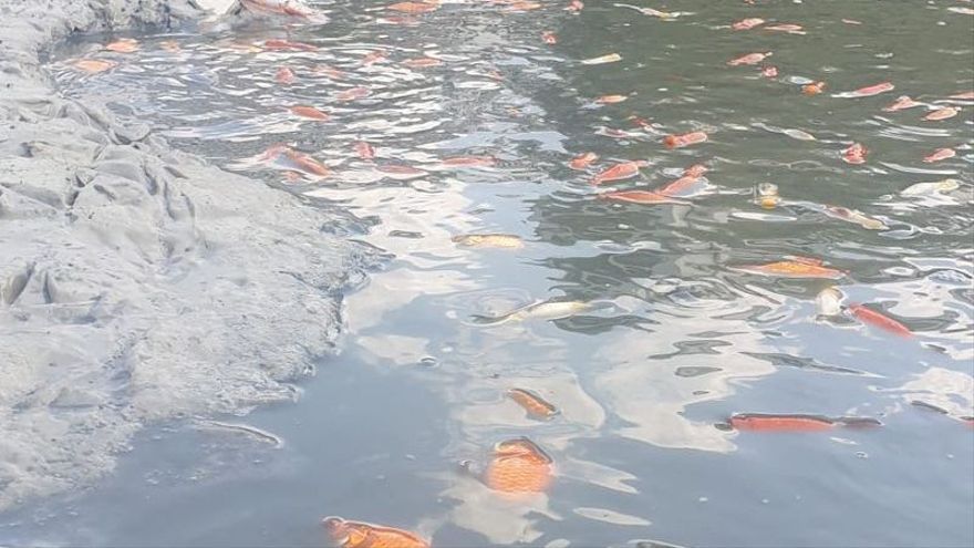 Peces muertos en el lago.