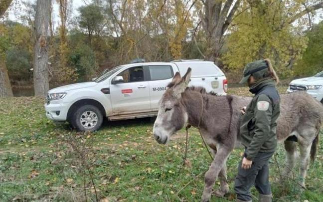 Imagen del rescate del animal