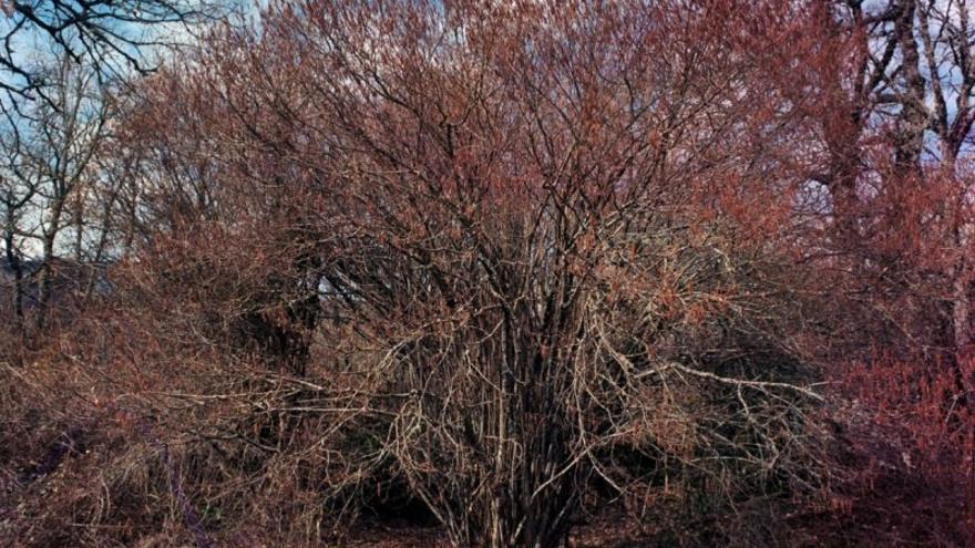 El proyecto ‘Claros de bosque’, seleccionado en Ikusmira Berrriak.