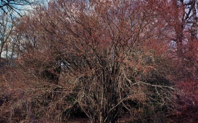 El proyecto ‘Claros de bosque’, seleccionado en Ikusmira Berrriak.