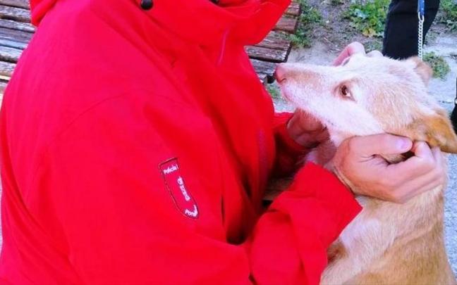 Imagen del animal localizado por una patrulla de la Policía Foral de Tafalla Imagen del animal localizado por una patrulla de la Policía Foral de Tafalla