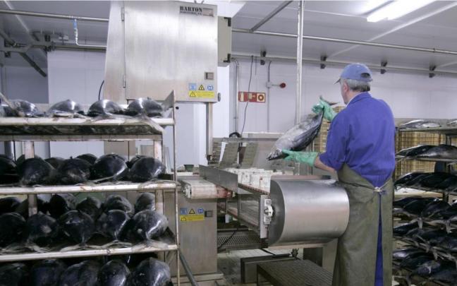Un trabajador de la conservera bermeana durante el proceso de descabezado de los t&uacute;nidos.