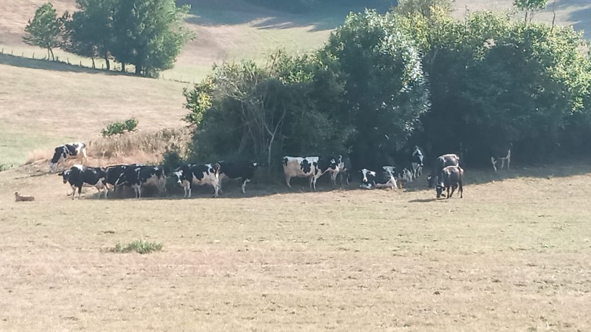 Un grupo de vacas se refugia a la sombra en un pasto completamente seco en Abaurrea Alta.