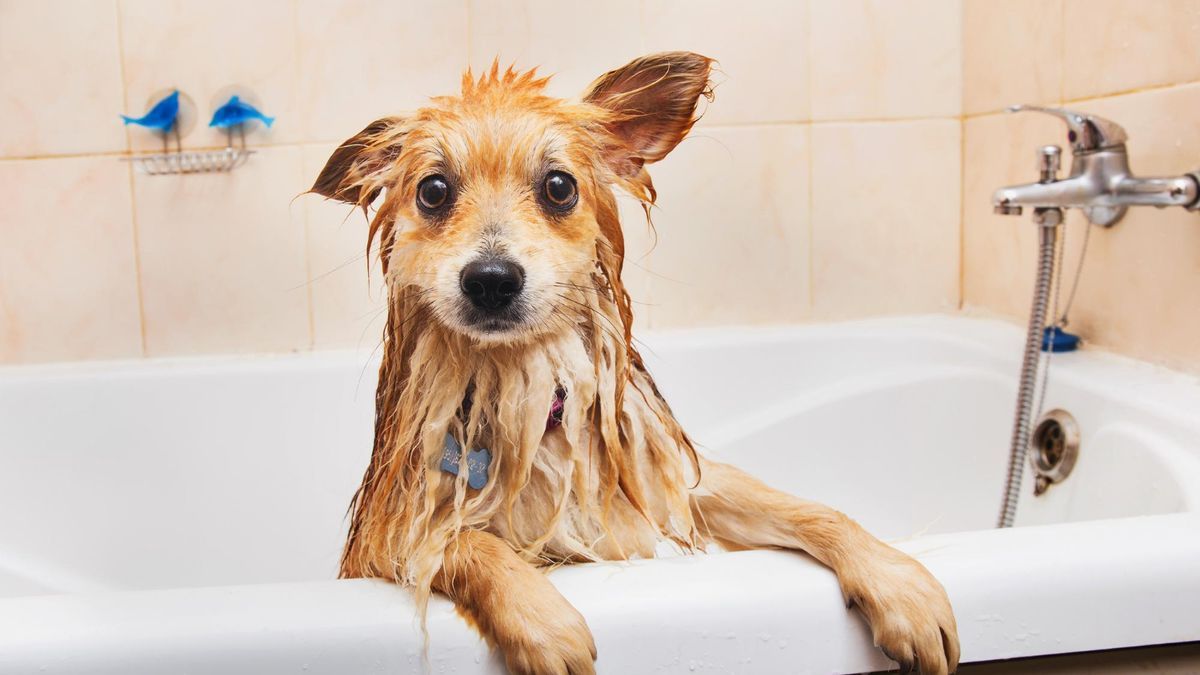Un perro recibe una ducha.