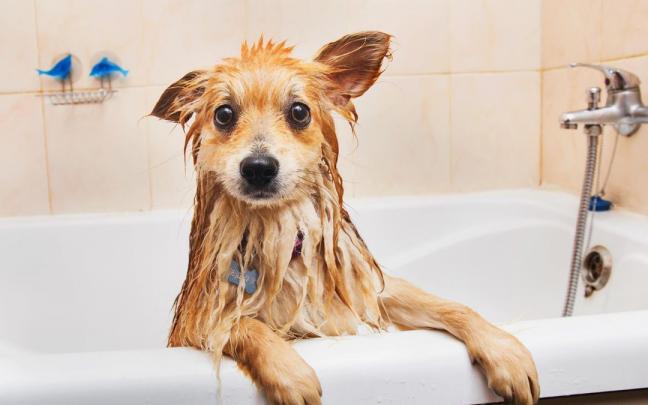 Un perro recibe una ducha. Un perro recibe una ducha.