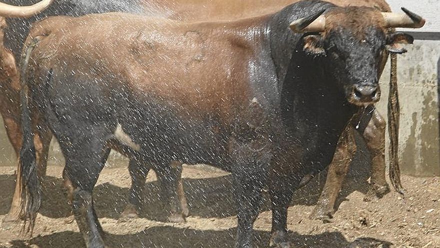 ‘Cordobés’, Cayetano y Ginés