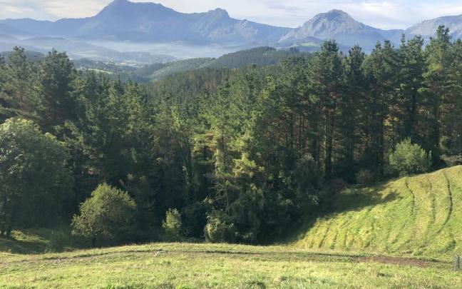 25.000 árboles más.