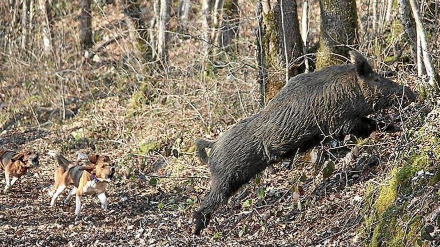 Un jabalí, perseguido por perros de caza.