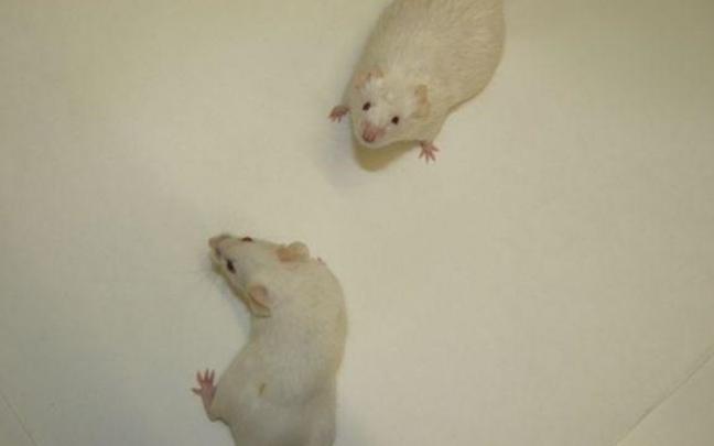 Imagen de archivo de ratones en un laboratorio.