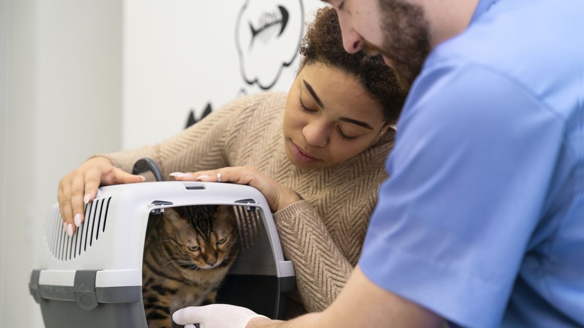 Los gatos ocultan sus patologías por lo que es importante hacerle revisiones en el veterinario.