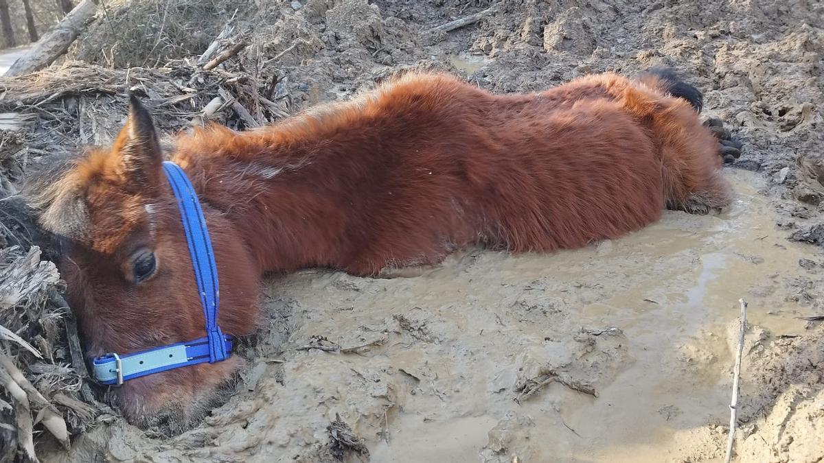 En imágenes: El rescate de un caballo atrapado en el barro