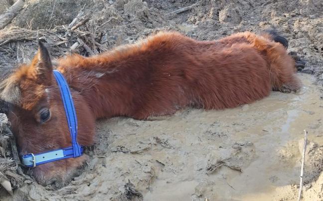 En im&aacute;genes: El rescate de un caballo atrapado en el barro