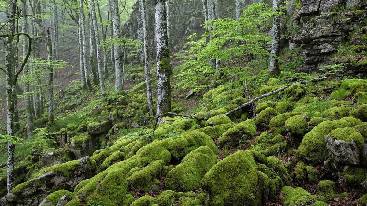 La Selva de Irati es uno de esos bosques en ,os que no cuesta imaginar como escenario de un cuento de hadas y ogros.