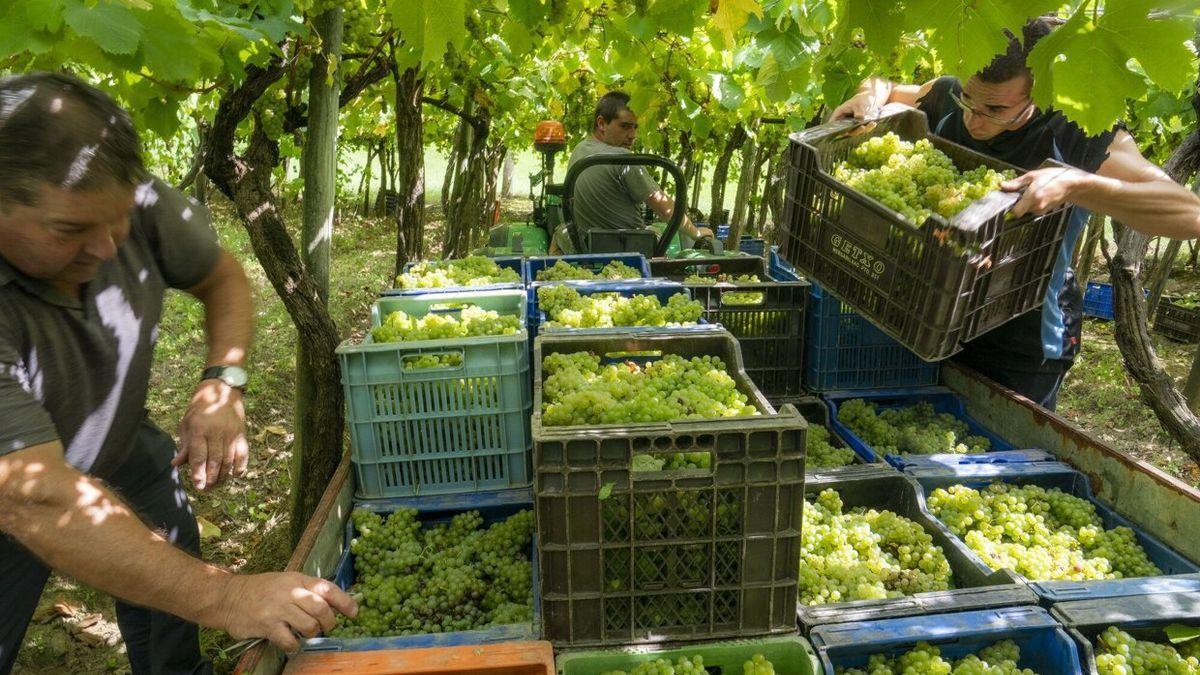 Trabajadores en la vendimia del txakoli en la bodega Basa Lore de Zarautz, este miércoles.