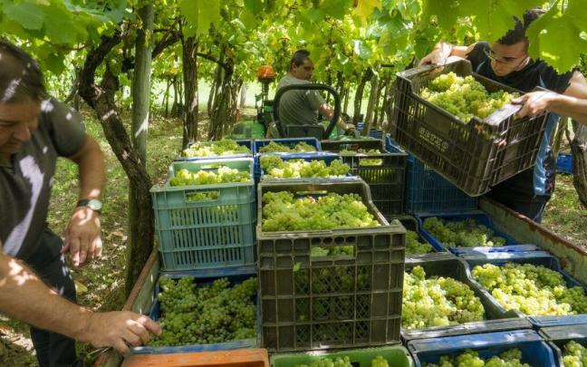 Trabajadores en la vendimia del txakoli en la bodega Basa Lore de Zarautz, este miércoles.