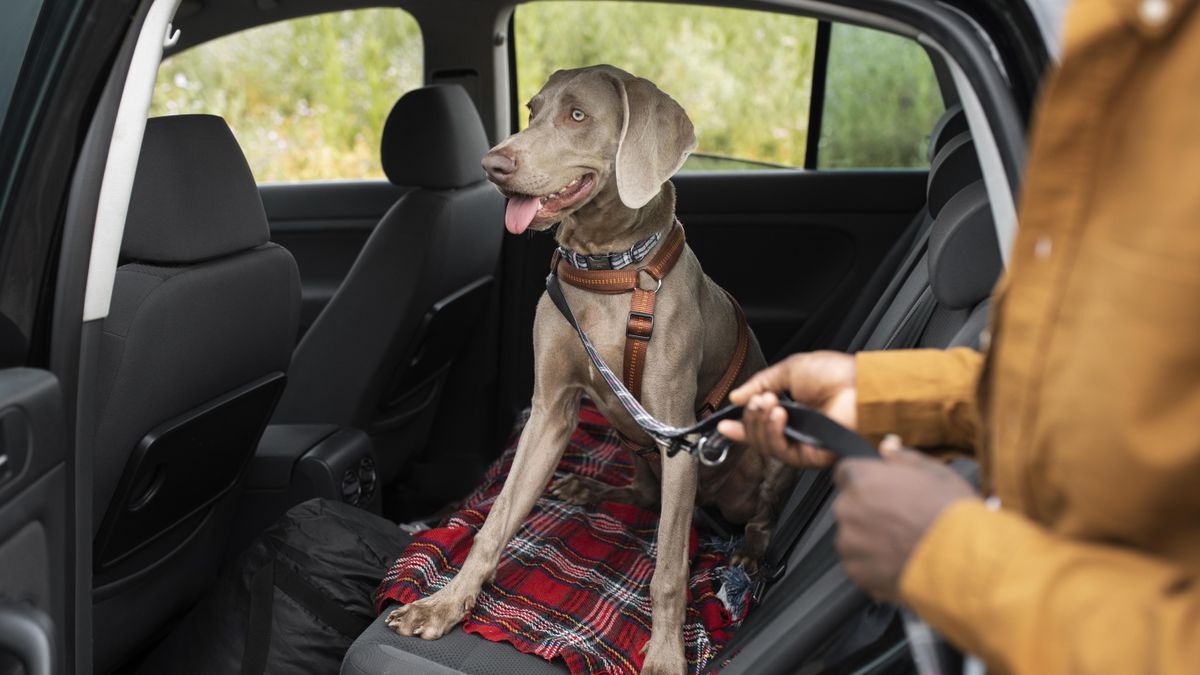Durante el trayecto, los perros deben ir correctamente atados y en un lugar adecuado.