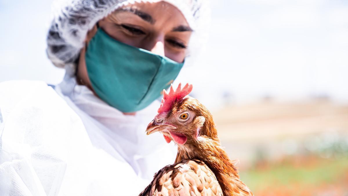En 2022 el Ministerio de Agricultura ha detectado 85 focos de gripe aviar.
