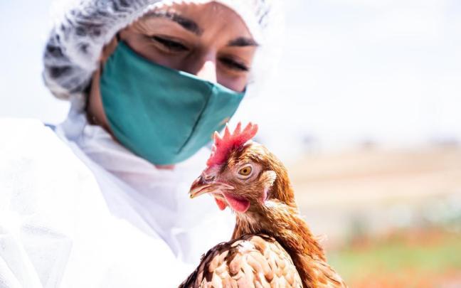 En 2022 el Ministerio de Agricultura ha detectado 85 focos de gripe aviar. En 2022 el Ministerio de Agricultura ha detectado 85 focos de gripe aviar.
