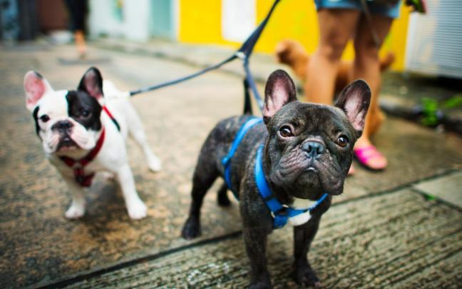 Los est&iacute;mulos que encuentra en la calle un perro son los que le ayuda a mantenerse sano f&iacute;sica y mentalmente.