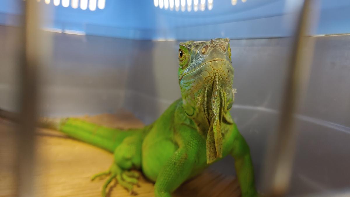 La iguana localizada en un parque de la Comarca de Pamplona, bajo custodia de Guarderío de Medio Ambiente