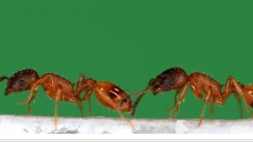 Una hormiga lleva a otra hormiga.