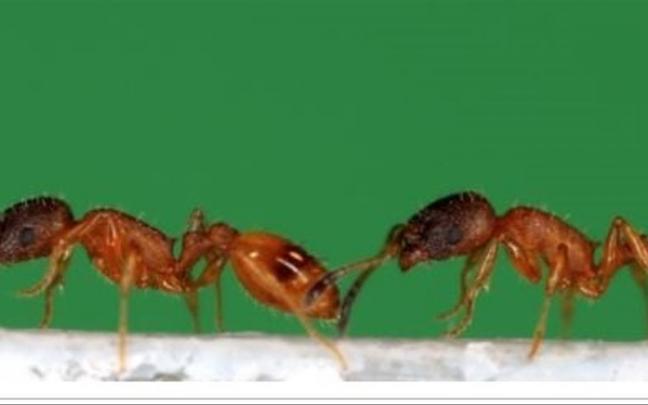 Una hormiga lleva a otra hormiga. Una hormiga lleva a otra hormiga.
