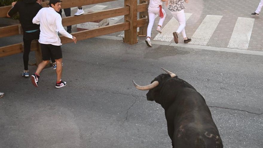 Uno de los novillos amaga con volverse en el último encierro de fiestas de Tudela, pero sin consecuencias.