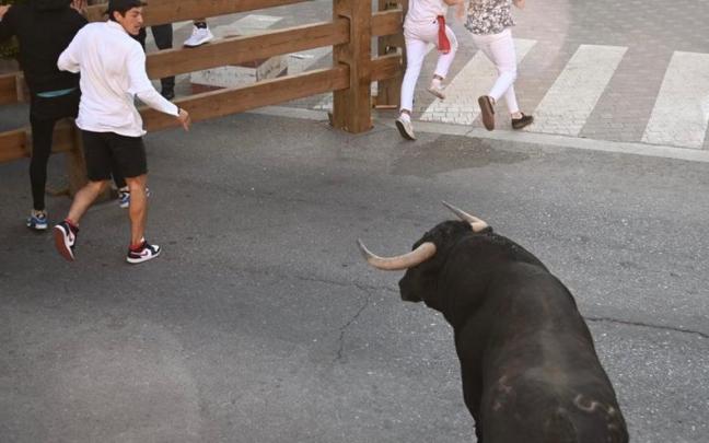 Uno de los novillos amaga con volverse en el último encierro de fiestas de Tudela, pero sin consecuencias. Uno de los novillos amaga con volverse en el último encierro de fiestas de Tudela, pero sin consecuencias.