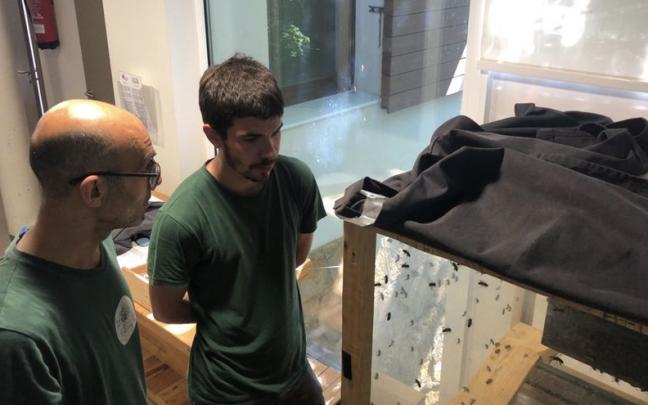 Ulia recupera el apiario amenazado por la avispa asiática