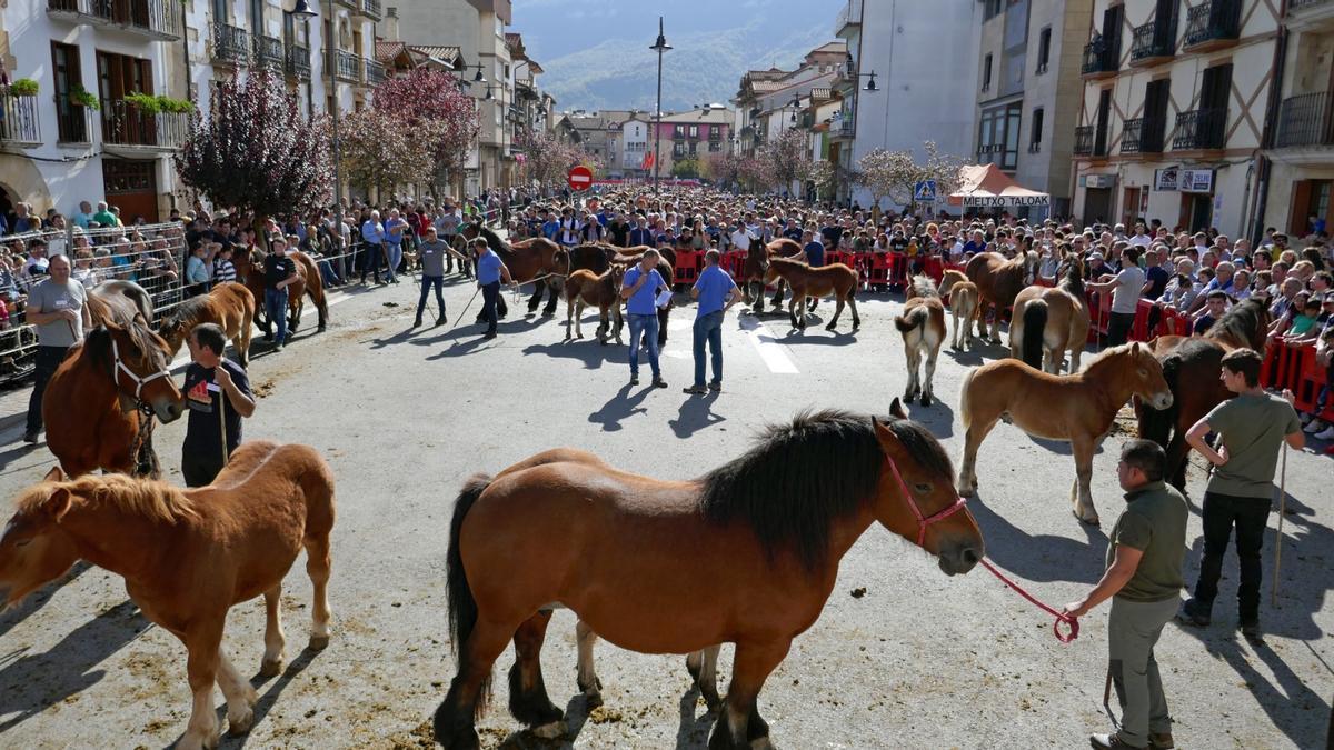 El ganado del concurso caballar, cada uno en su categoría, desfiló en la calle Zelai antes de la entrega de los premios. En la imagen, yeguas con cría.